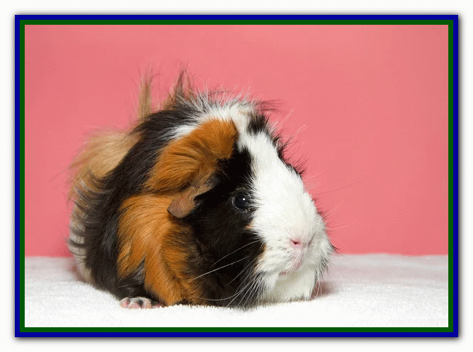 دوستی با خوکچه هندی تربیت خوکچه هندی - دستی کردن خوکچه هندی - بازی با خوکچه هندی - بیماری های خوکچه هندی- نکات مراقبت از خوکچه هندی - غذای خوکچه هندی - دستآموز کردن خوکچه هندی - نگهداری از خوکچه هندی در خانه