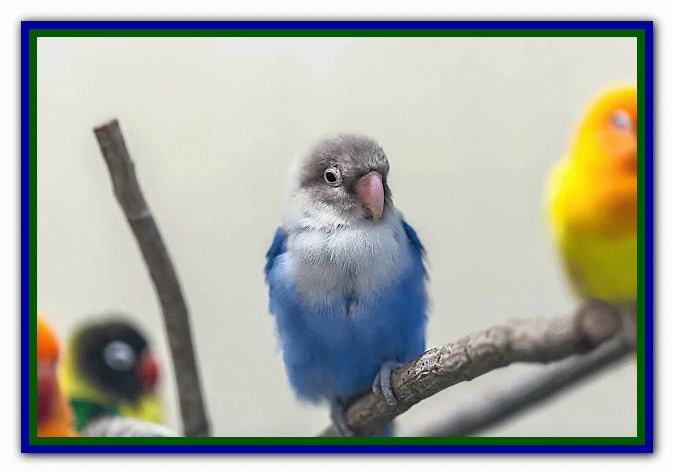 نکات مراقبت از مرغ عشق - دوستی با مرغ عشق تربیت مرغ عشق - بازی با مرغ عشق - دستی کردن مرغ عشق - بیماری های مرغ عشق - غذای مرغ عشق - دست‌آموز کردن مرغ عشق - نگهداری از مرغ عشق در خانه