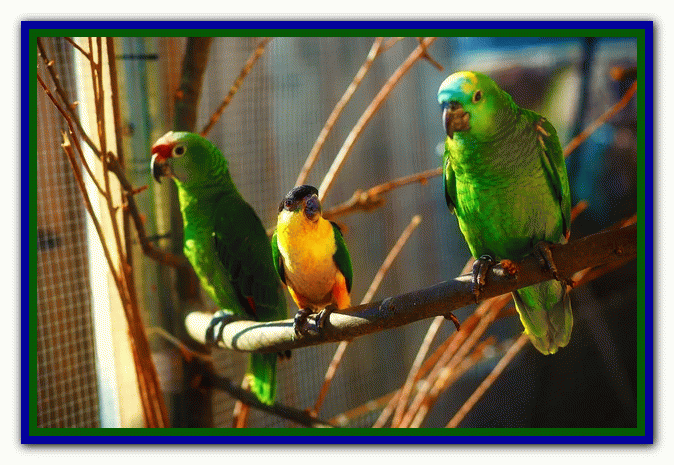 نکات مراقبت از مرغ عشق - دوستی با مرغ عشق تربیت مرغ عشق - بازی با مرغ عشق - دستی کردن مرغ عشق - بیماری های مرغ عشق - غذای مرغ عشق - دستآموز کردن مرغ عشق - نگهداری از مرغ عشق در خانه