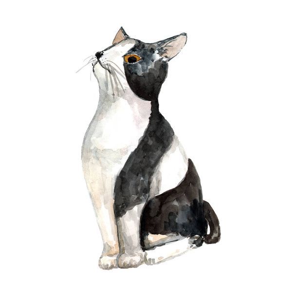 نگهداری از گربه در خانه - تربیت گربه خانگی - بهداشت گربه - نکات مراقبت از گربه - غذای گربه