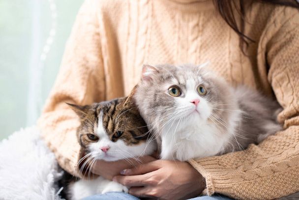 نگهداری از گربه در خانه - تربیت گربه خانگی - بهداشت گربه - نکات مراقبت از گربه - غذای گربه