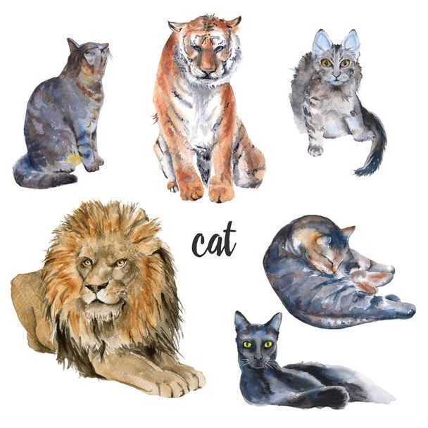 نگهداری از گربه در خانه - تربیت گربه خانگی - بهداشت گربه - نکات مراقبت از گربه - غذای گربه