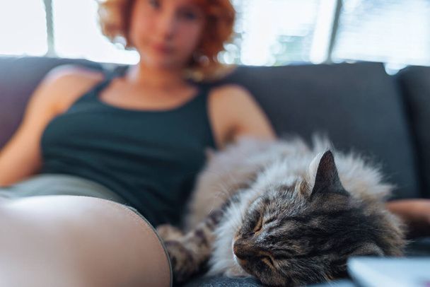 نگهداری از گربه در خانه - تربیت گربه خانگی - بهداشت گربه - نکات مراقبت از گربه - غذای گربه