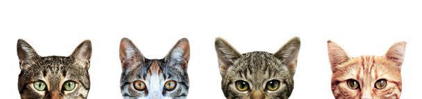 نگهداری از گربه در خانه - تربیت گربه خانگی - بهداشت گربه - نکات مراقبت از گربه - غذای گربه