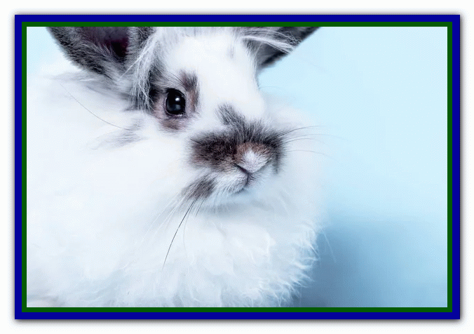 تربیت و نگهداری از خرگوش