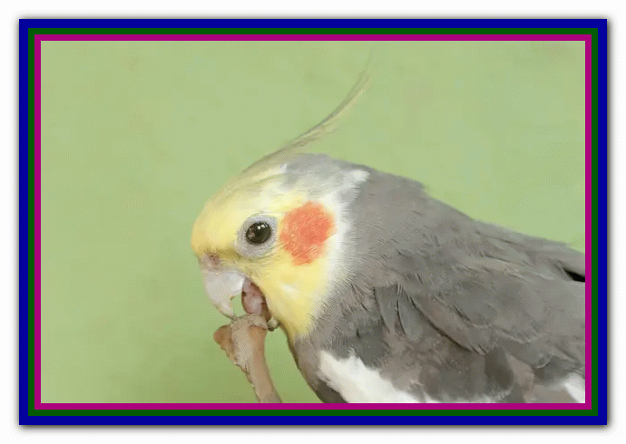 نگهداری و مراقبت از عروس هلندی