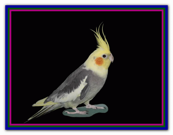 نگهداری و مراقبت از عروس هلندی