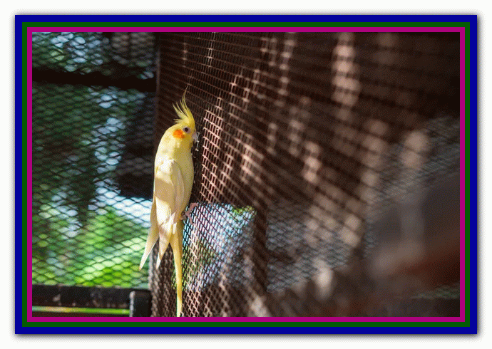 نگهداری و مراقبت از عروس هلندی