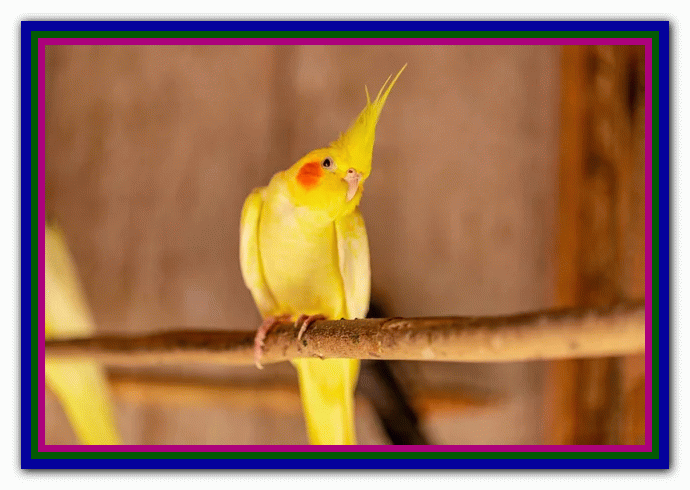 نگهداری و مراقبت از عروس هلندی