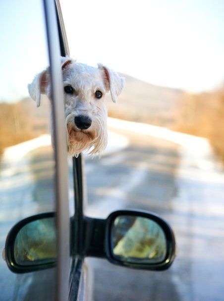 نگهداری سگ در خانه - تربیت سگ - نکات مراقبت از سگ - غذای سگ