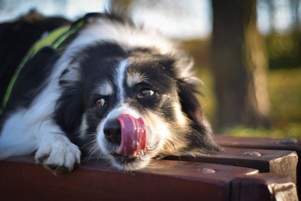 نگهداری سگ در خانه - تربیت سگ - نکات مراقبت از سگ - غذای سگ