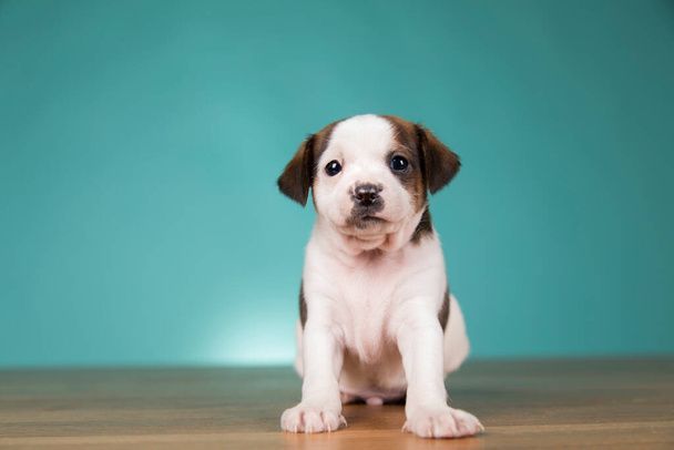 نگهداری سگ در خانه - تربیت سگ - نکات مراقبت از سگ - غذای سگ