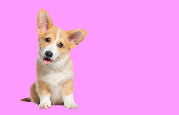 نگهداری سگ در خانه - تربیت سگ - نکات مراقبت از سگ - غذای سگ