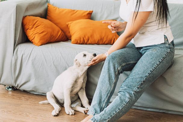 نگهداری سگ در خانه - تربیت سگ - نکات مراقبت از سگ - غذای سگ