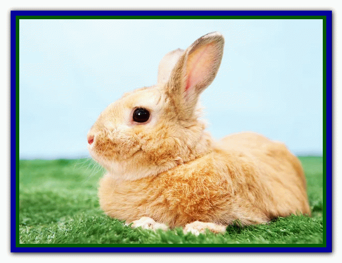 تربیت و نگهداری از خرگوش