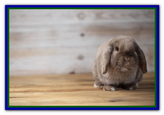 تربیت و نگهداری از خرگوش