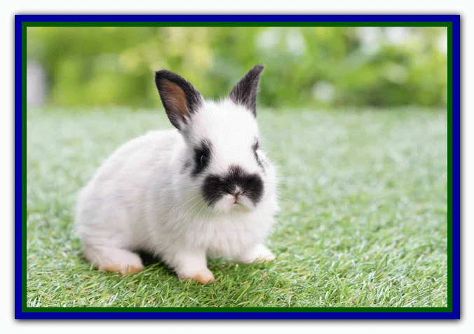 تربیت و نگهداری از خرگوش