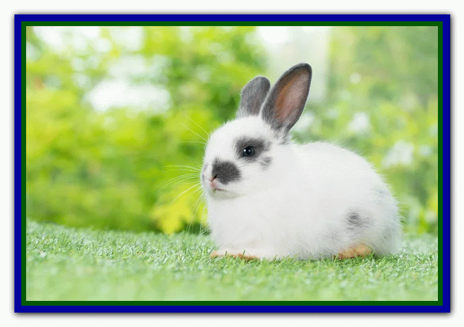 تربیت و نگهداری از خرگوش