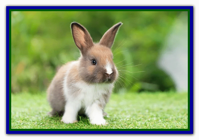 تربیت و نگهداری از خرگوش