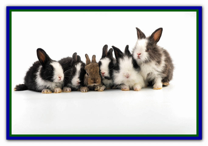 تربیت و نگهداری از خرگوش