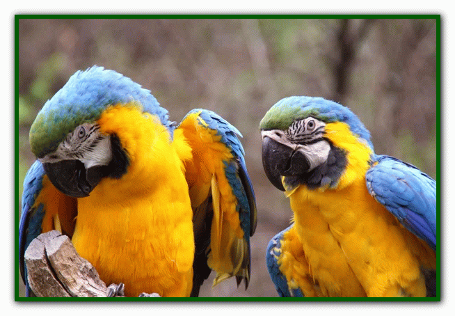 غذای طوطی - نگهداری از طوطی در خانه - دوستی با طوطی تربیت طوطی - بازی با طوطی - بیماری های طوطی - نکات مراقبت از طوطی - دست‌آموز کردن طوطی - آموزش حرف زدن طوطی - دستی کردن طوطی