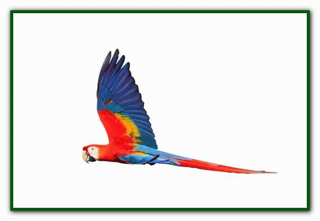 غذای طوطی - نگهداری از طوطی در خانه - دوستی با طوطی تربیت طوطی - بازی با طوطی - بیماری های طوطی - نکات مراقبت از طوطی - دست‌آموز کردن طوطی - آموزش حرف زدن طوطی - دستی کردن طوطی