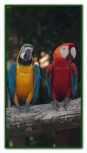 غذای طوطی - نگهداری از طوطی در خانه - دوستی با طوطی تربیت طوطی - بازی با طوطی - بیماری های طوطی - نکات مراقبت از طوطی - دست‌آموز کردن طوطی - آموزش حرف زدن طوطی - دستی کردن طوطی