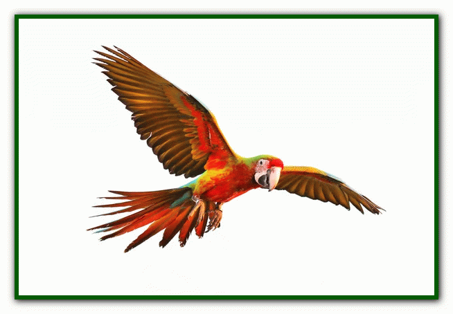 غذای طوطی - نگهداری از طوطی در خانه - دوستی با طوطی تربیت طوطی - بازی با طوطی - بیماری های طوطی - نکات مراقبت از طوطی - دست‌آموز کردن طوطی - آموزش حرف زدن طوطی - دستی کردن طوطی